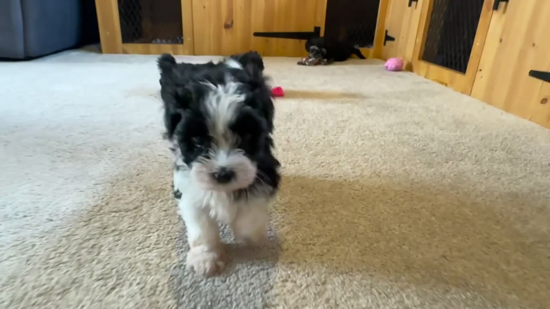 Yorkiepoo dogs for sale: Beautiful puppies  - Video 5