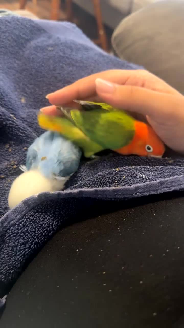 Lovebirds birds for sale: Baby hand-reared lovebirds - Video 3