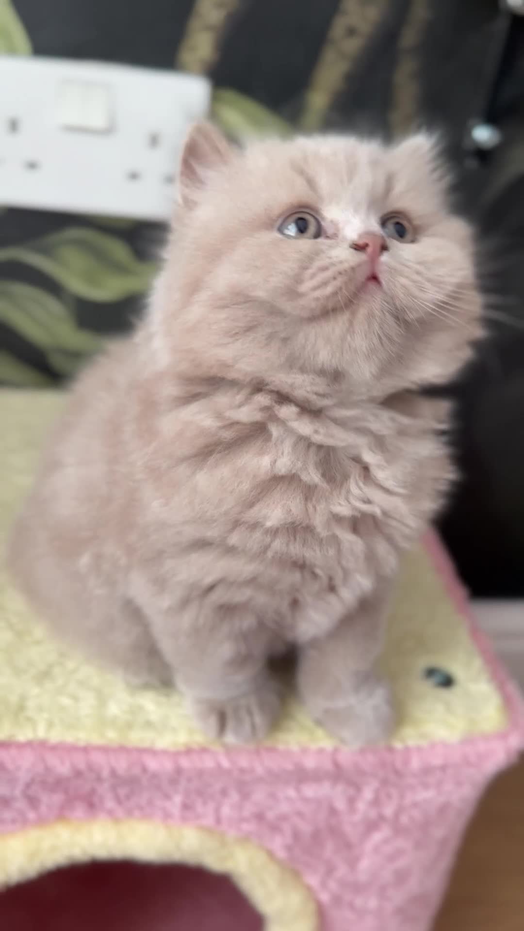 British Shorthair cats for sale: 🐾 GCCF Registered BSH / BLH Kittens 🐾 - Video 1