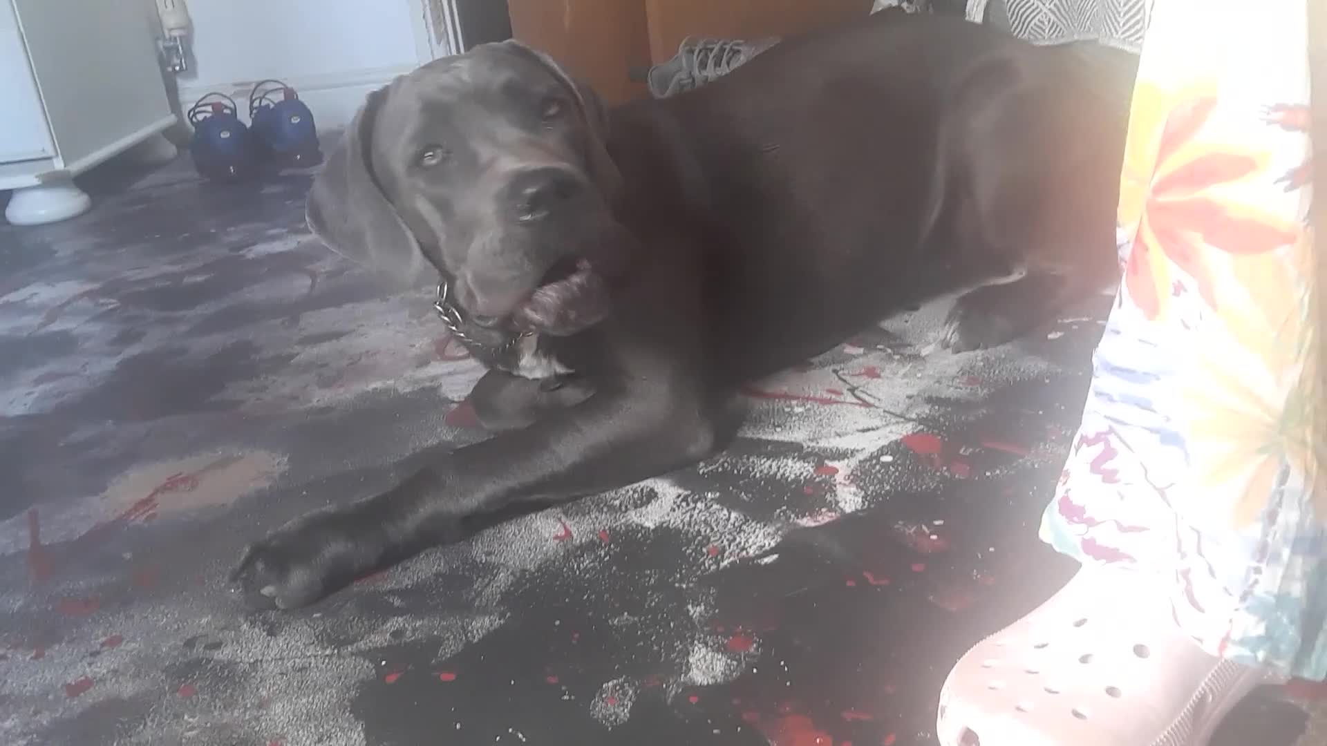 Cane Corso dogs for sale: Stunning Blue-Grey Cane Corso Female  - Video 1