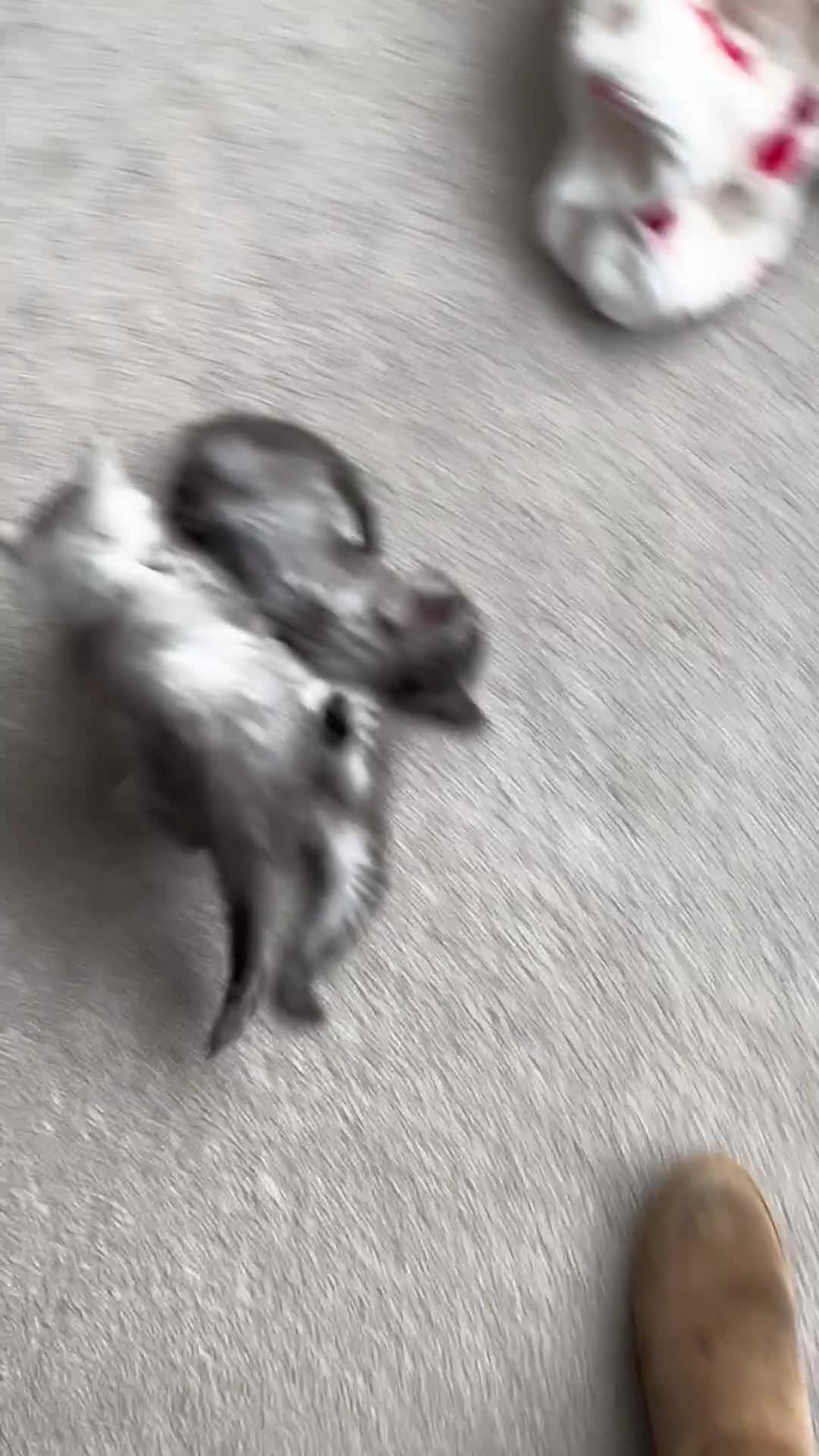 Ragcoon cats for sale: 3 Gorgeous Ragcoons - Video 1