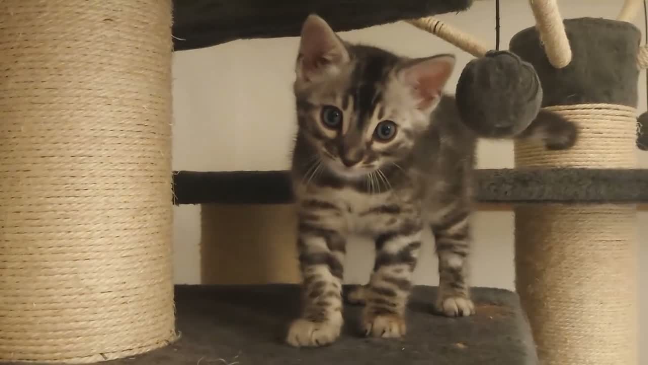 Bengal cats for sale: Stunning Silver Charcoal Bengal boy - Video 1