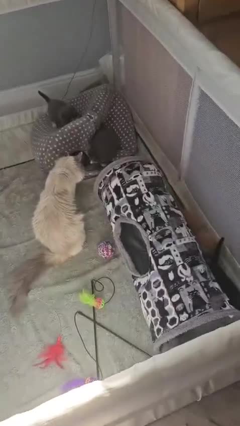 Ragdoll cats for sale: Last kitten available. Grey and white boy  - Video 1