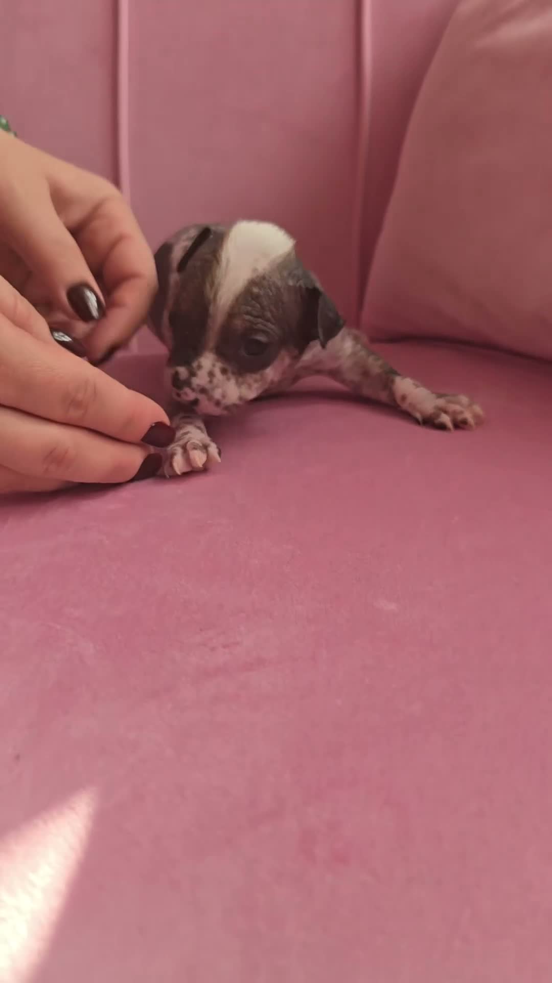 Chinese Crested dogs for sale: ✨🐾 EXQUISITE & RARE CHINESE CRESTED PUPPIES 🐾✨ - Video 2
