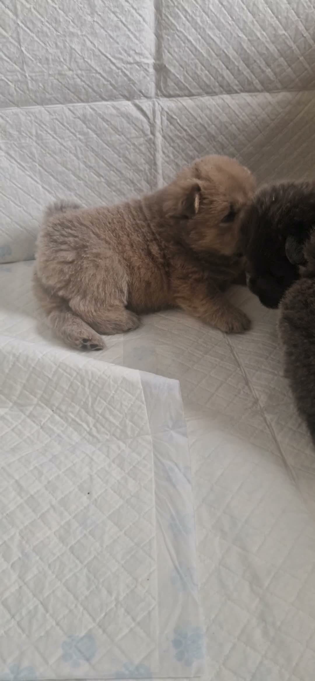 Chow Chow dogs for sale: 💙 CHOW CHOW 🧡 - Video 2