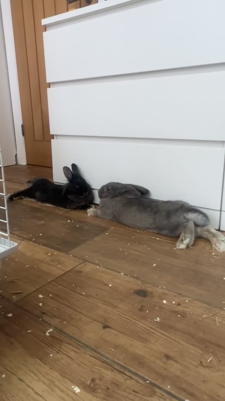 Mixed Breed rabbits for sale: 2 Beautiful Rabbits for sale  in Camberley - Video 1
