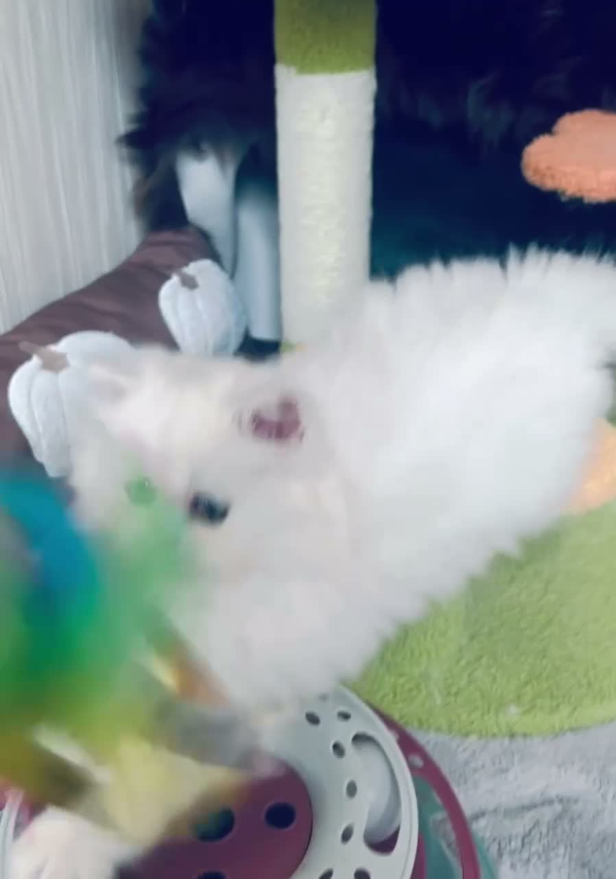 Persian cats for sale: Exeptionally Beautiful Chinchilla Persians - Video 2