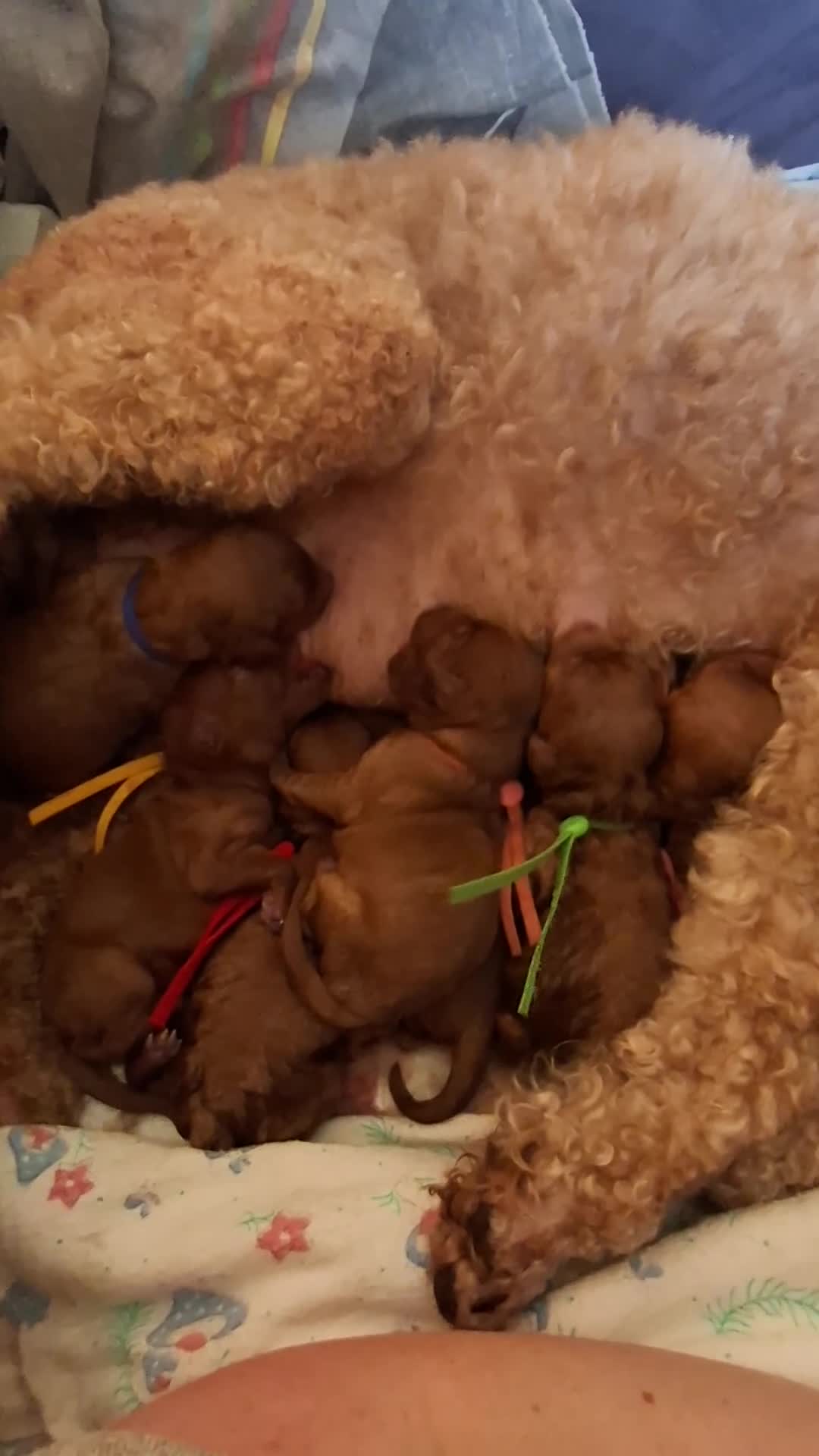 Cavapoo dogs for sale: Beautiful Cavapoo F1 .. - Video 1