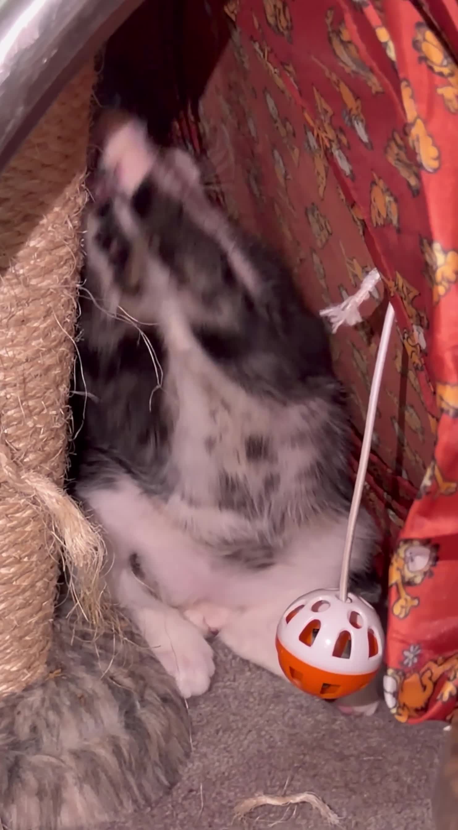 Domestic Shorthair cats for sale: Adorable Tabby Kittens for Sale - UK - Video 5