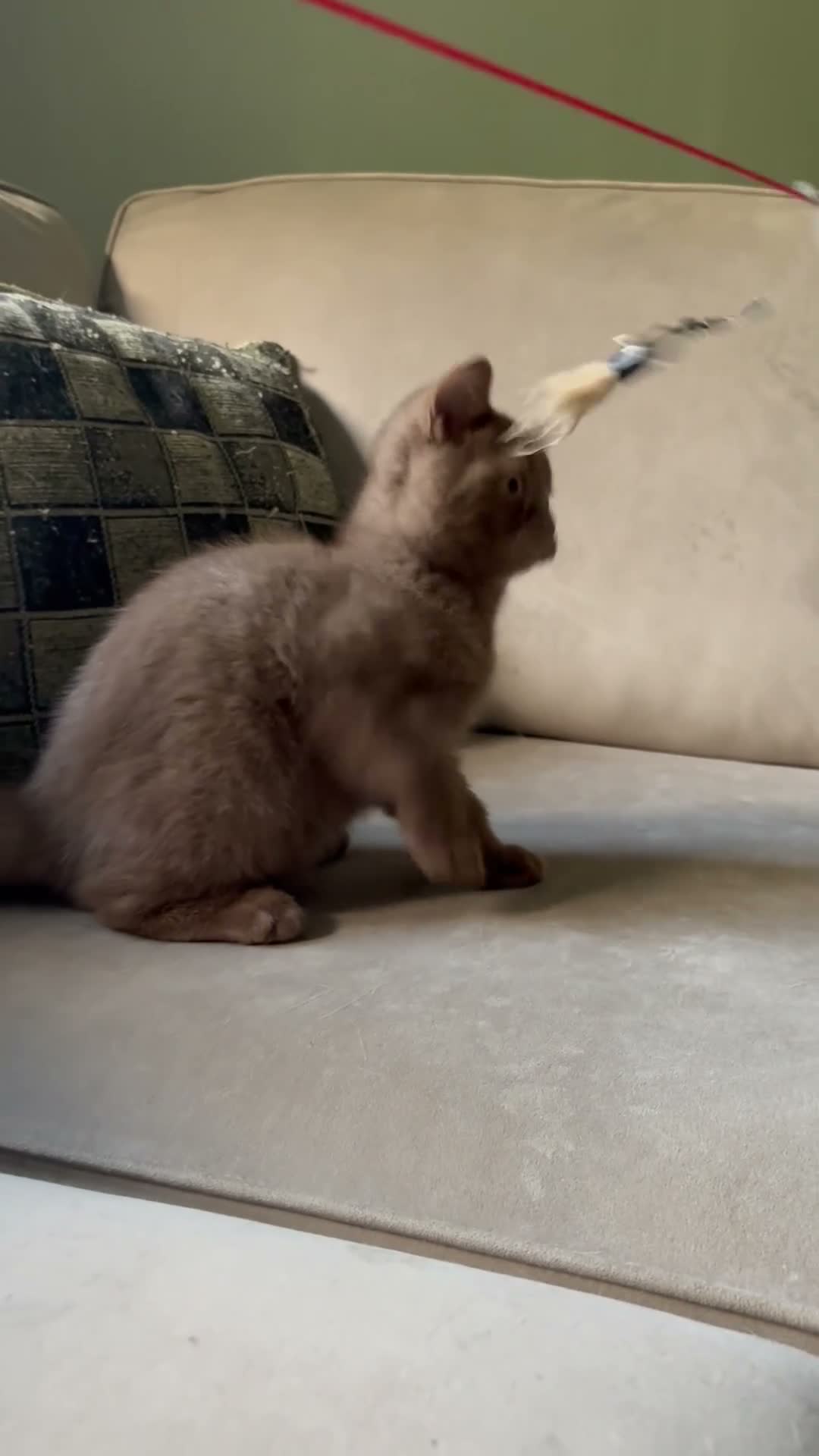 British Shorthair cats for sale:  Last 2 GCCF REG BOYS  - Video 1
