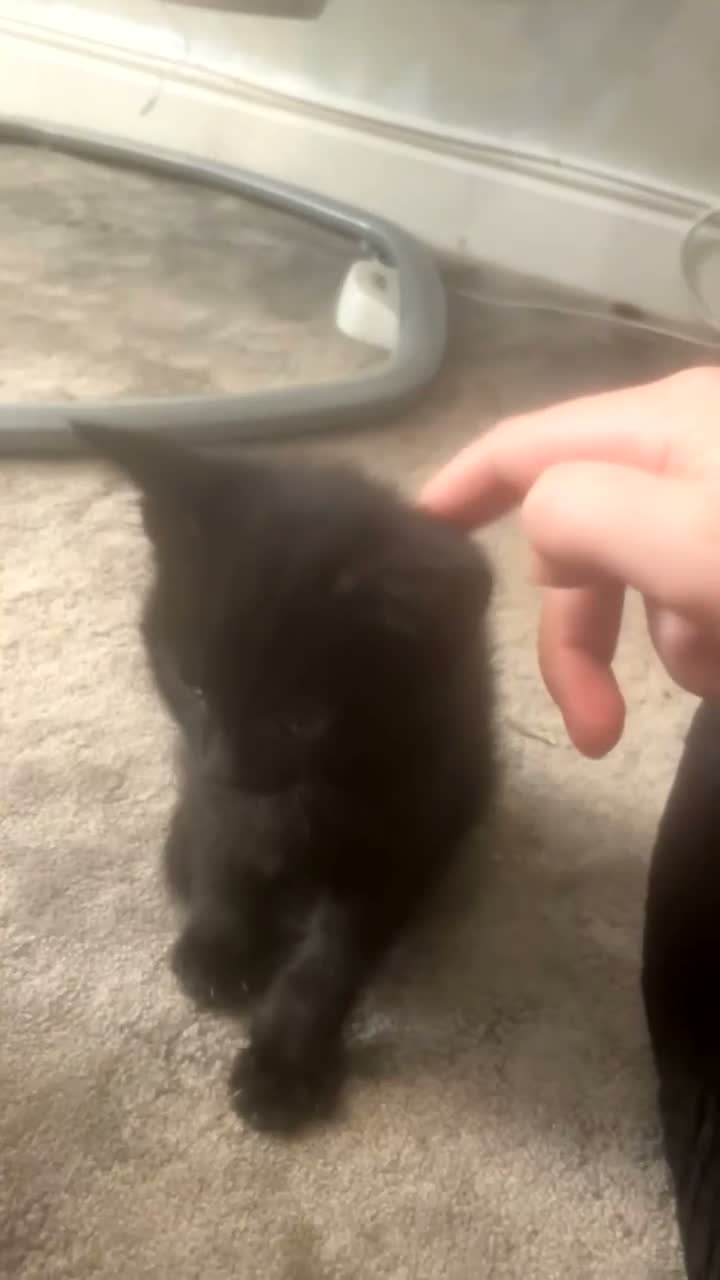 Mixed Breed cats for sale: ‼️🐾two beautiful tuxedo kittens 🐾‼️ in Southampton - Video 4