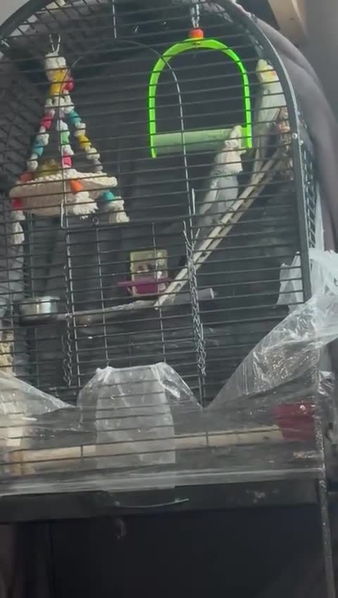 Cockatiels birds for sale: 2 male birds  - Video 1