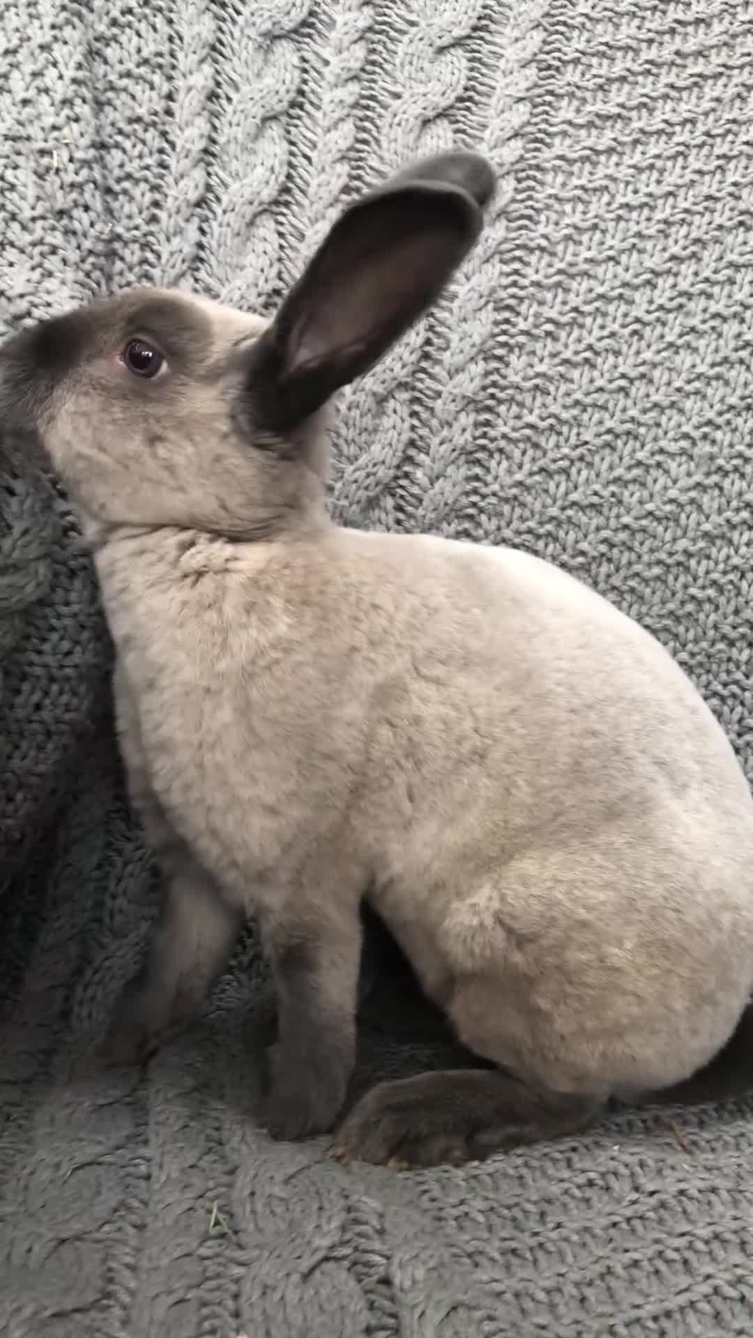 Rex rabbits for sale: Beautiful velvet mini Rex & Rex rabbits - Video 1
