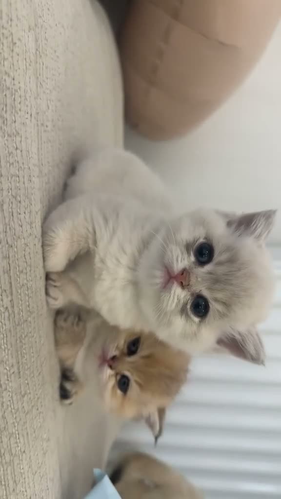 British Shorthair cats for sale: Rare Blue Golden British Shorthair Boy 💙 TICA Reg - Video 2
