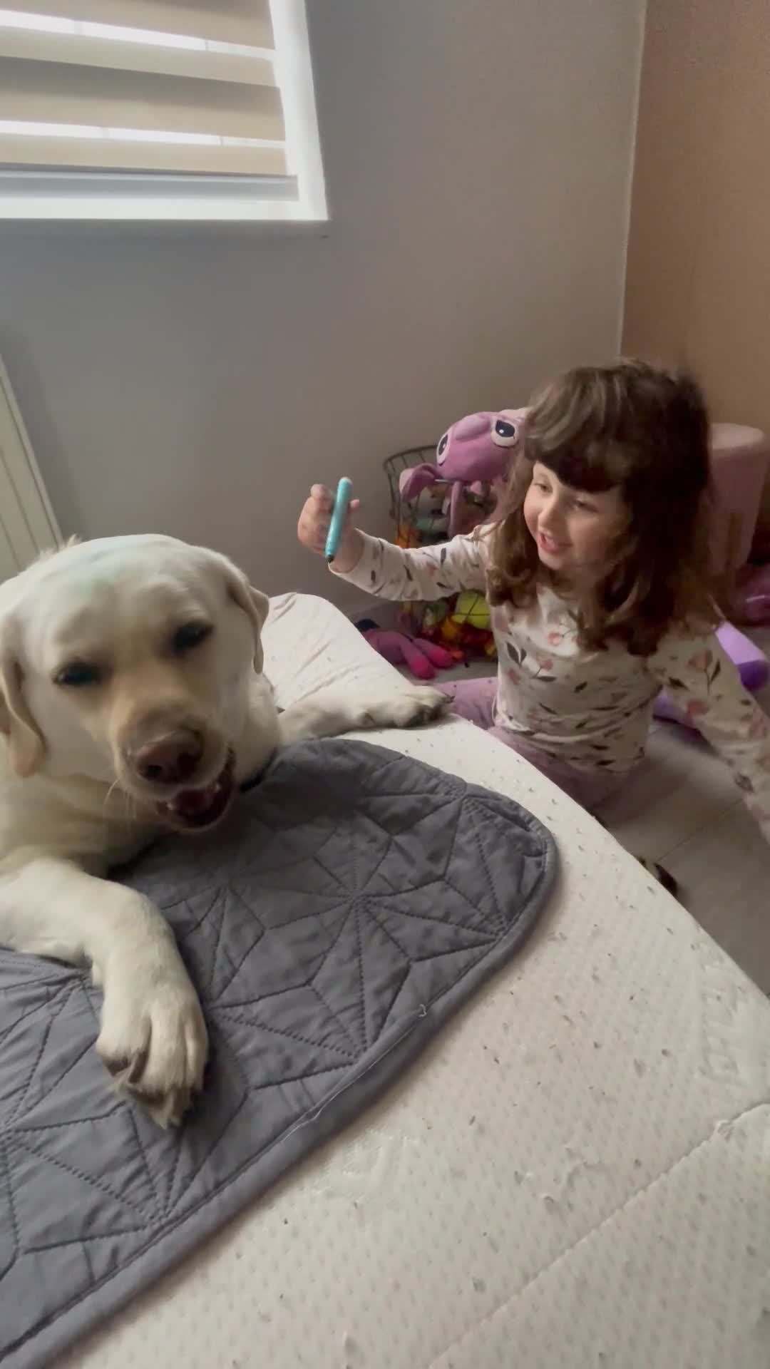 Labrador Retriever dogs for sale: Labrador retriver - Video 3