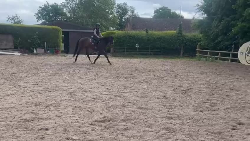 English Thoroughbred horses for sale: Beautiful tb gelding for sale - Video 2