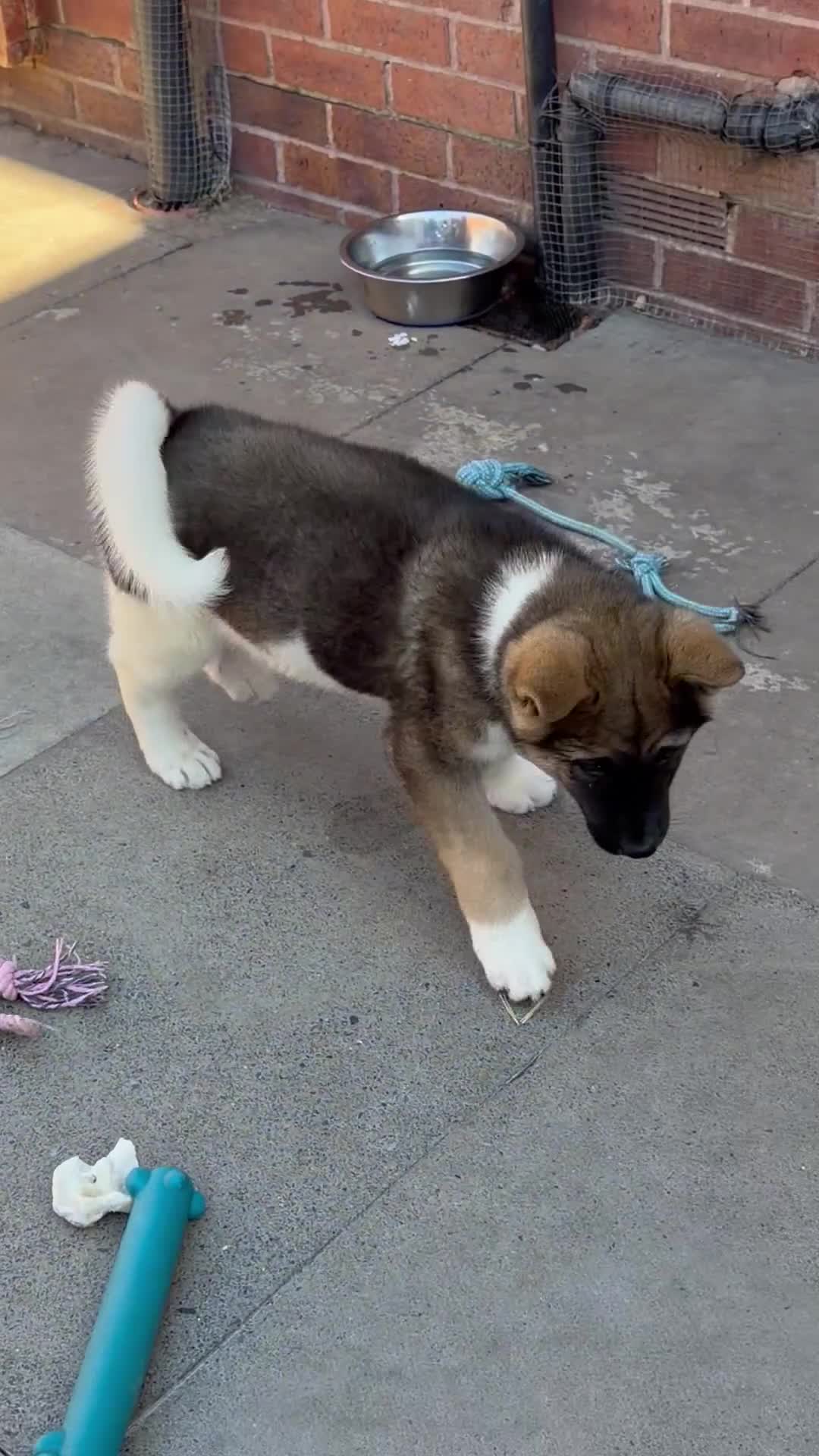 Akita dogs for sale: American Akita  - Video 1