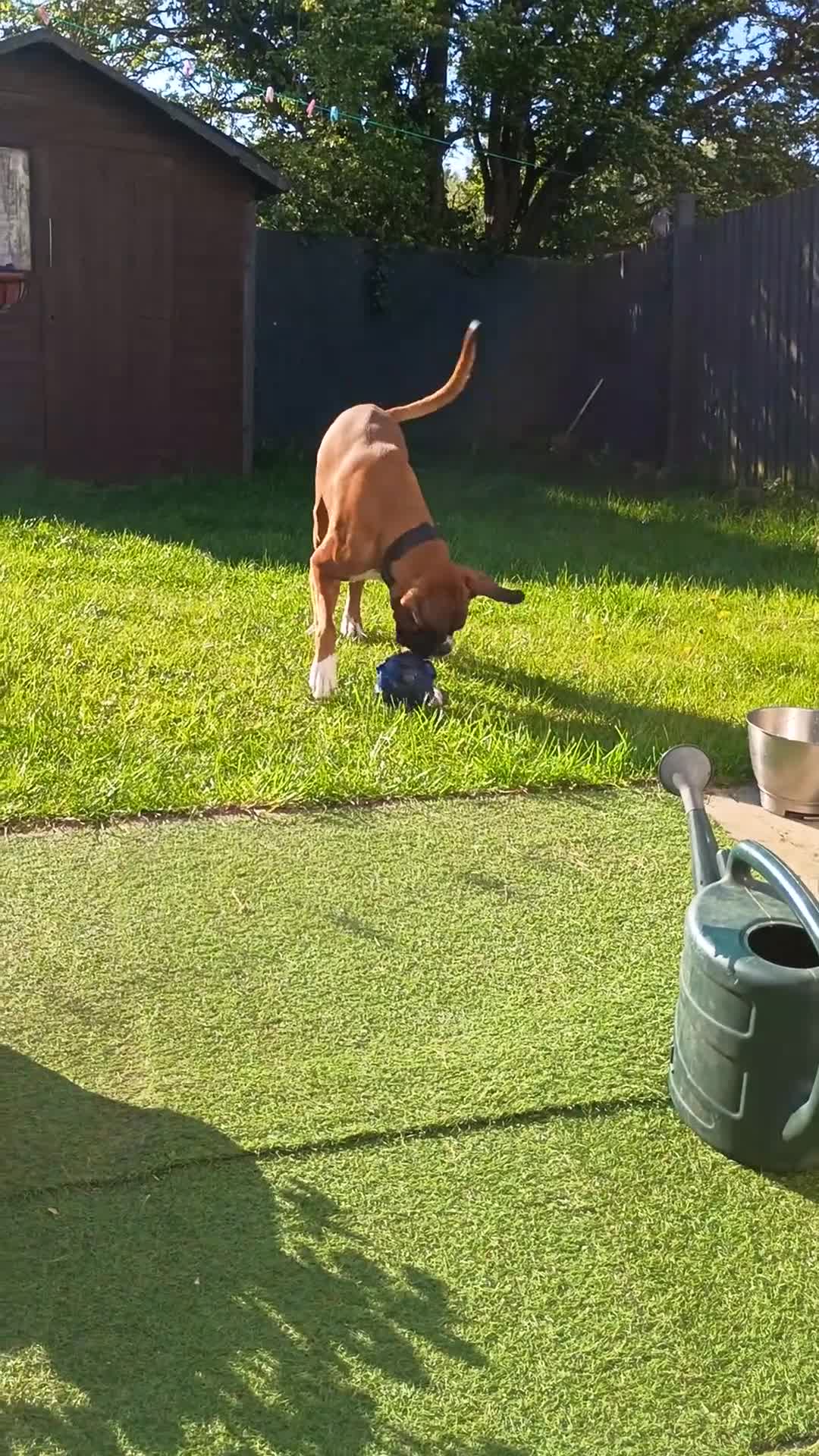 Boxer dogs for sale: Gorge the boxer in Carlisle - Video 1