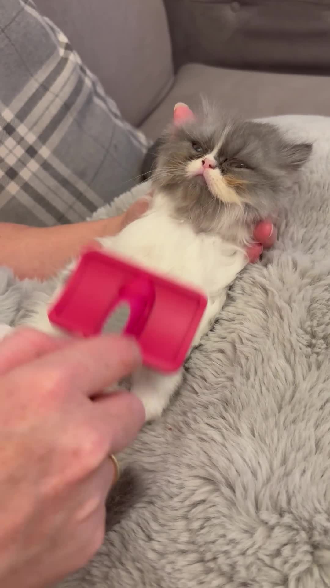 Persian cats for sale: 💖💖🐈💙💙 Persian kittens 💙💙🐈‍⬛💖💖 - Video 1