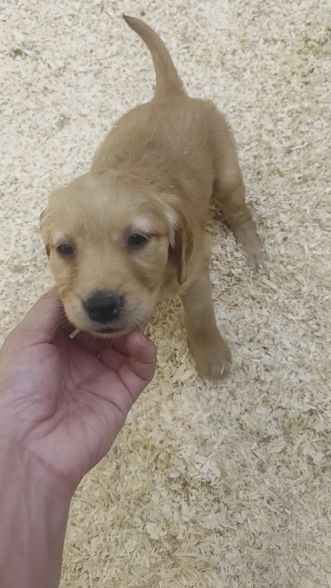 Golden Retriever dogs for sale: Kc registered dark red pups - Video 3