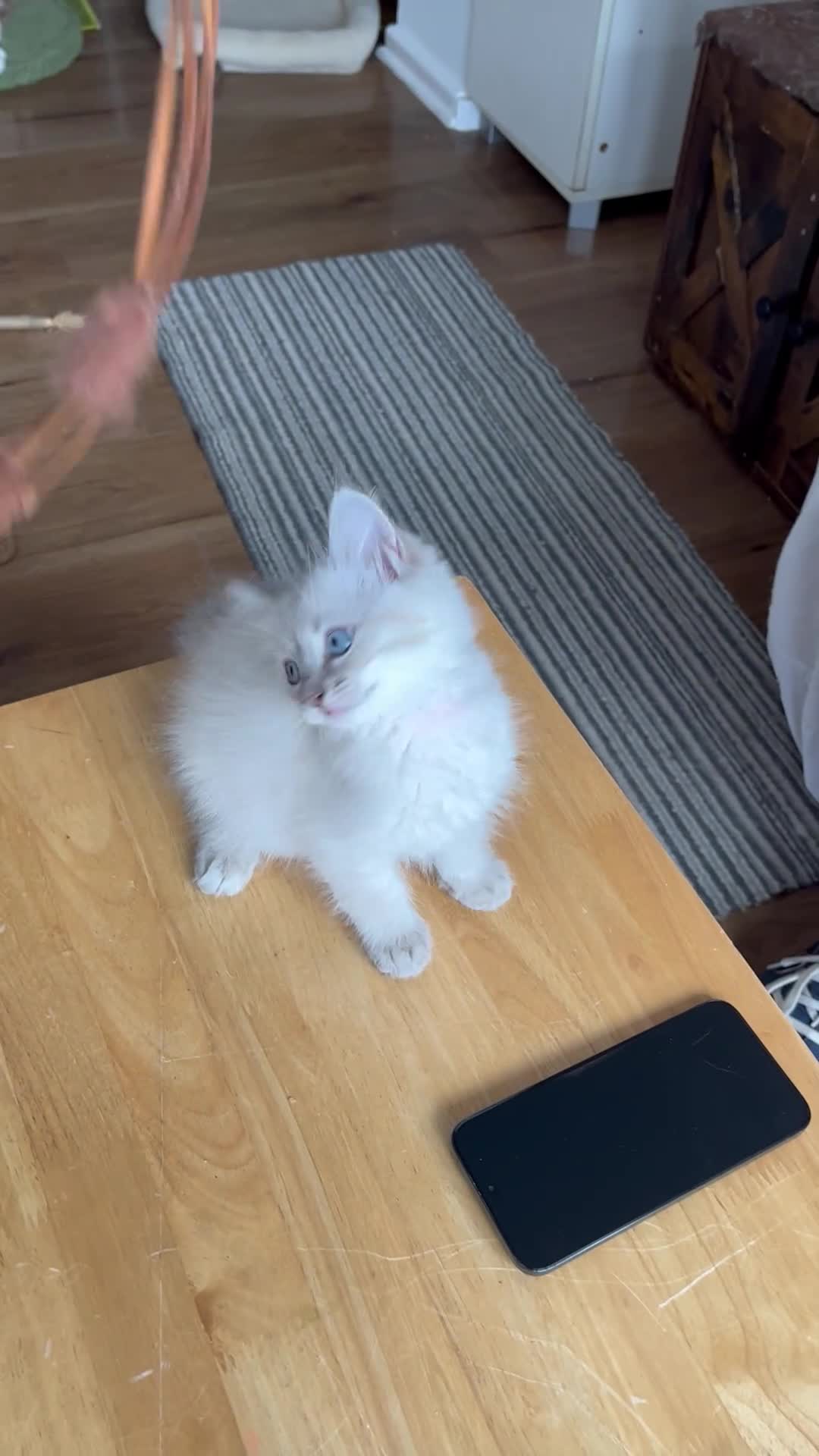 Siberian cats for sale: Amazing Siberian Neva Masquerade/Ragdoll kittens  - Video 3