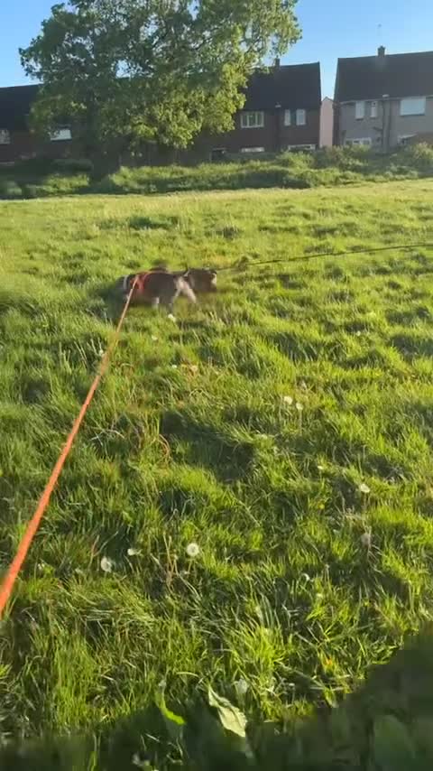 American Bully dogs for sale: Arlo - chocolate tri pocket bully🤎 - Video 5