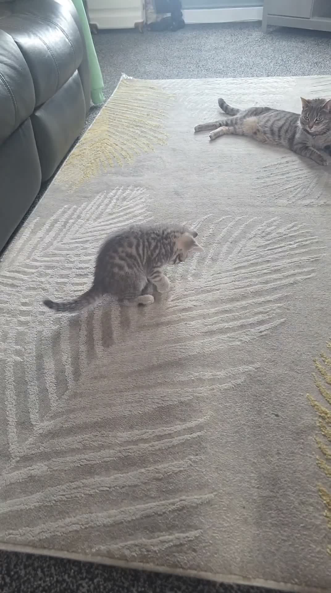 Mixed Breed cats for sale: 2 grey Taby cross british shorthair in Manchester - Video 2