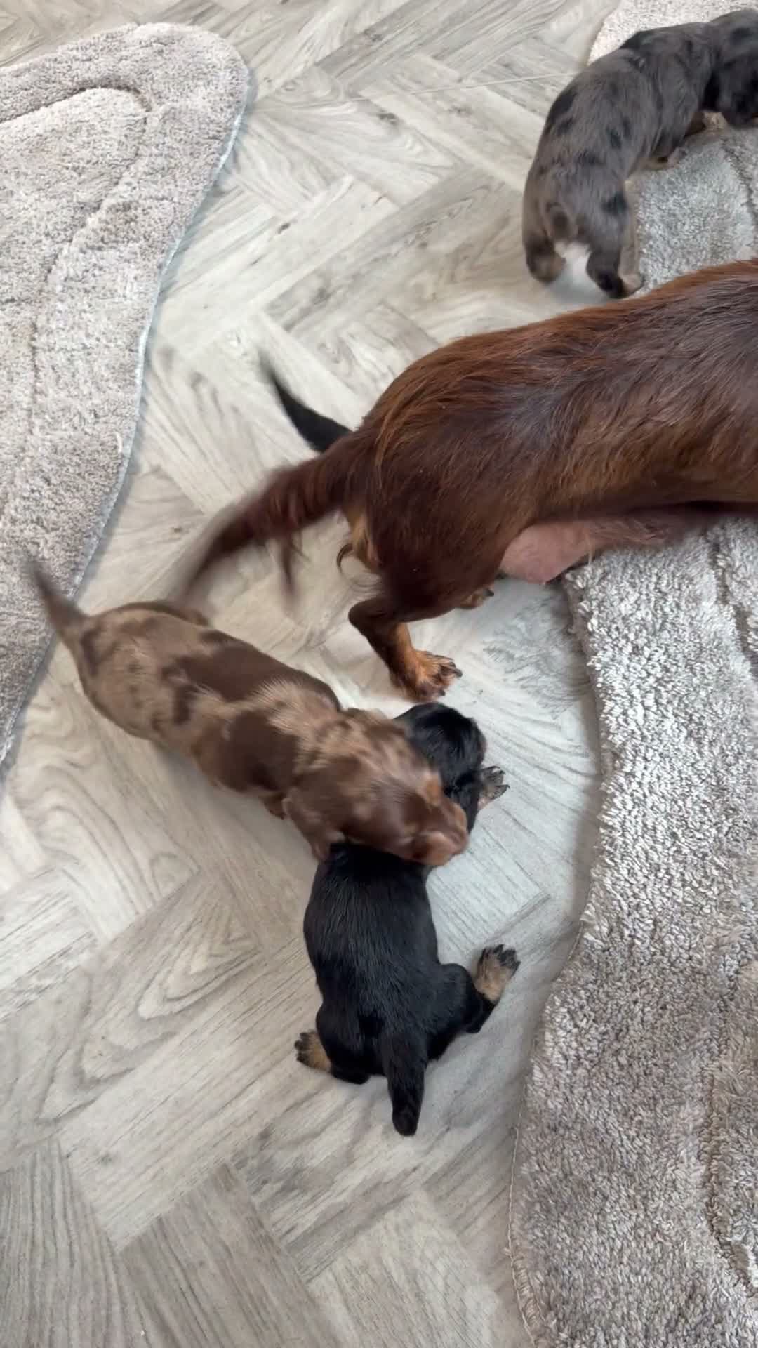 Miniature Dachshund dogs for sale: Long haired miniature dachshund Puppies  in Salford - Video 1
