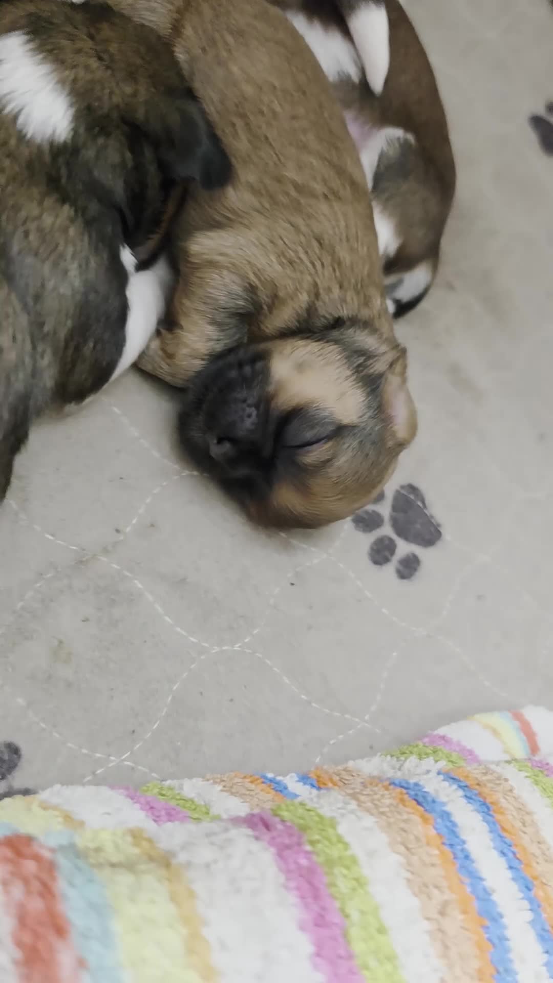 Shih Tzu dogs for sale: LOVELY SHIH TZU PUPPIES KC REG PEDIGREE  in Bootle - Video 1