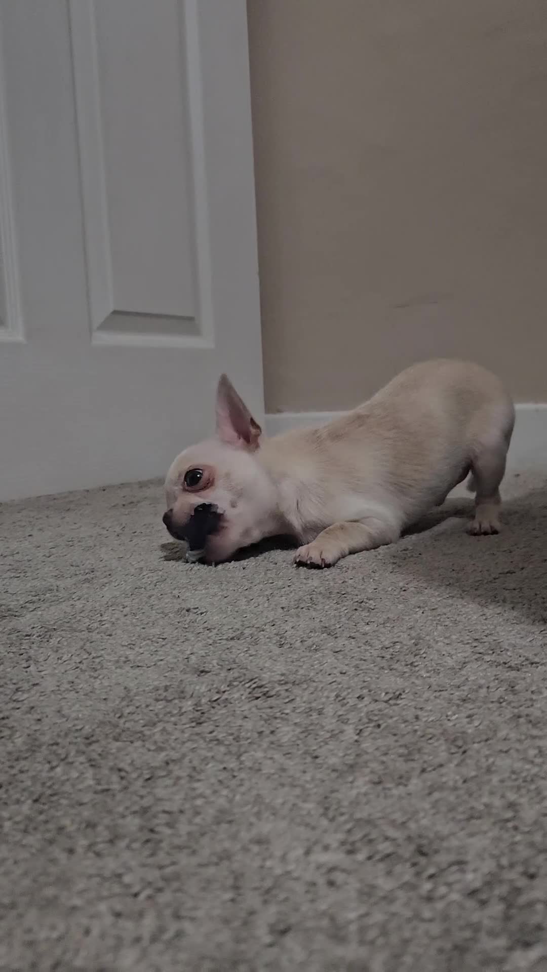 Chihuahua dogs for sale: Teeny Chihuahua Pup   - Video 5