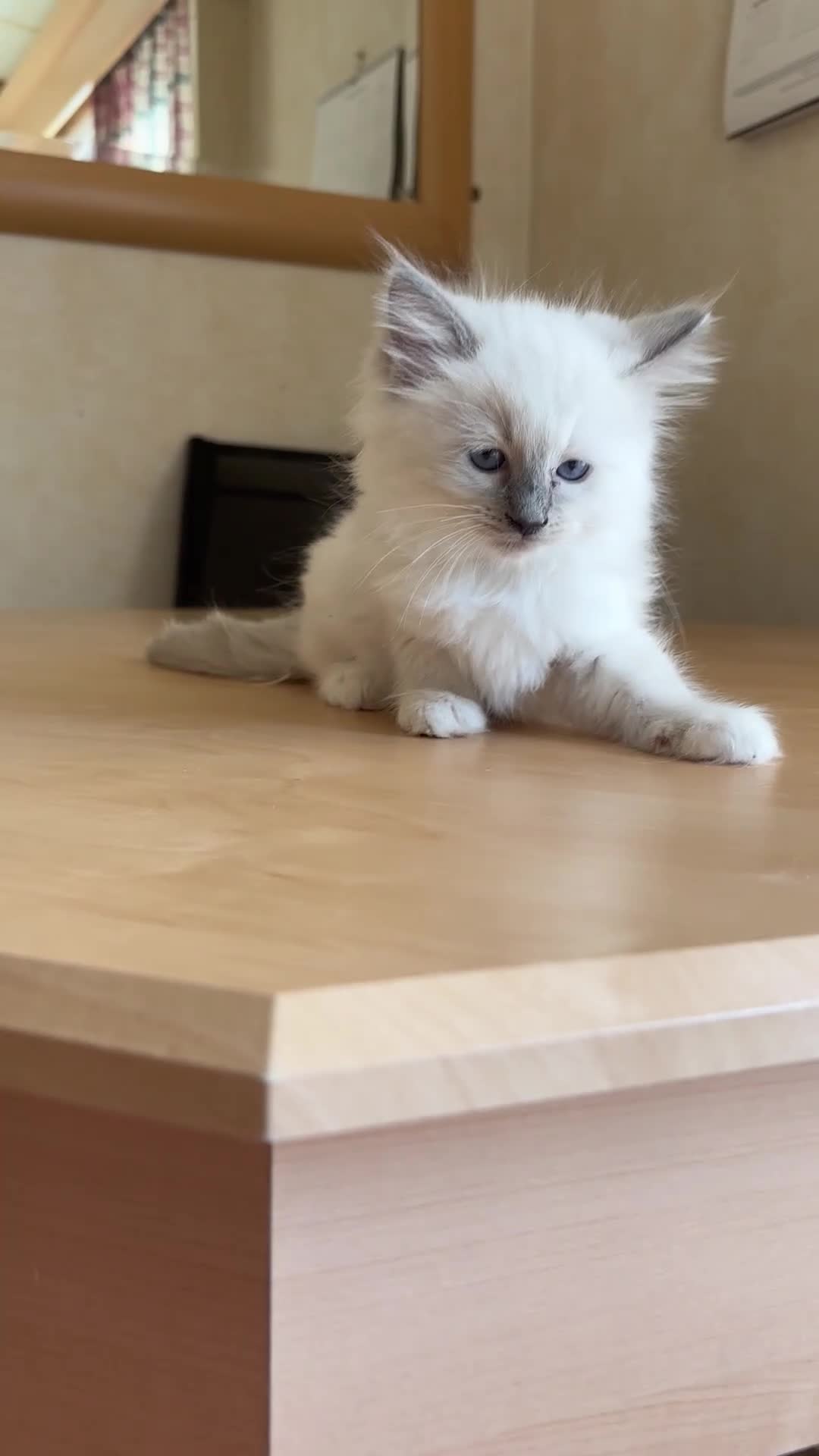 Ragdoll cats for sale: Beautiful Ragdols - Video 1