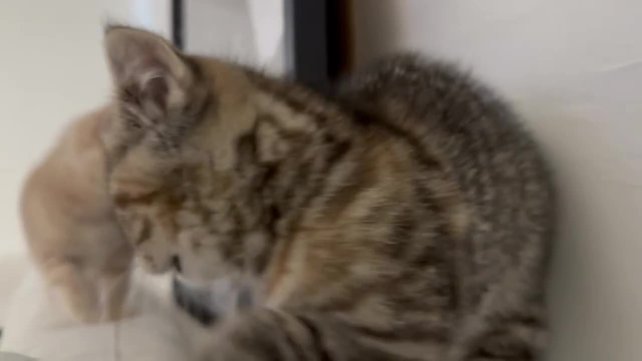 British Shorthair cats for sale: Luna & Leo  - Video 1