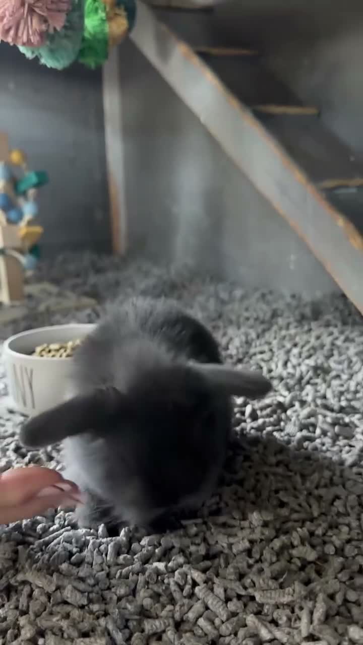 Mini Lop rabbits for sale: Mini lops Ready to go!  in Canterbury - Video 2
