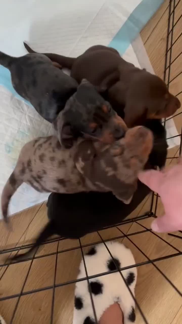 Miniature Dachshund dogs for sale: Beautiful Miniature Dachshunds in Cardigan - Video 1