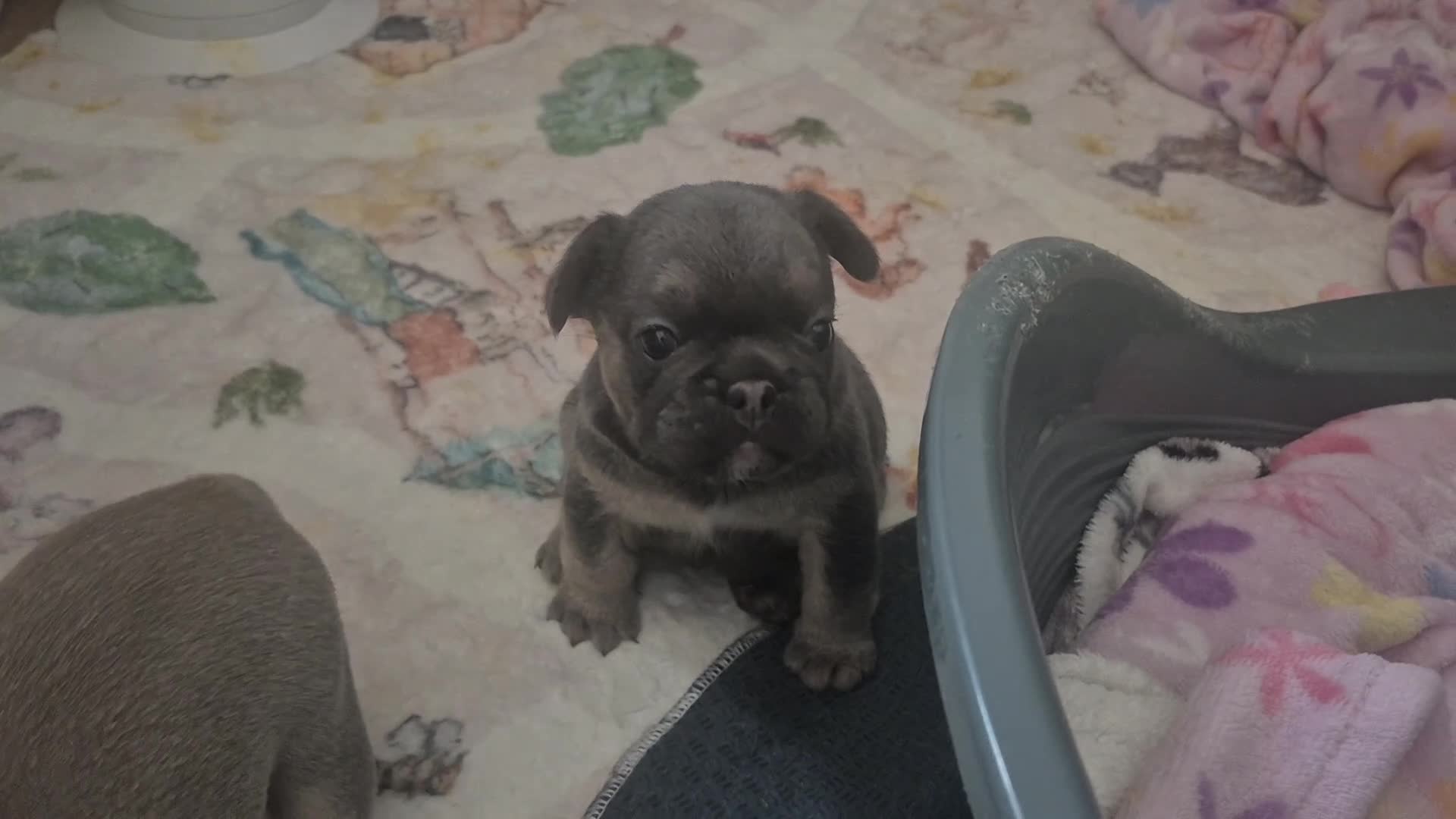 French Bulldog dogs for sale: Beautiful KC Frenchie Puppies  - Video 1