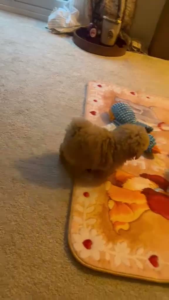 Maltipoo dogs for sale: 💛🌺 Two beautiful maltipoo pups 🌺💛 in Tonbridge - Video 2