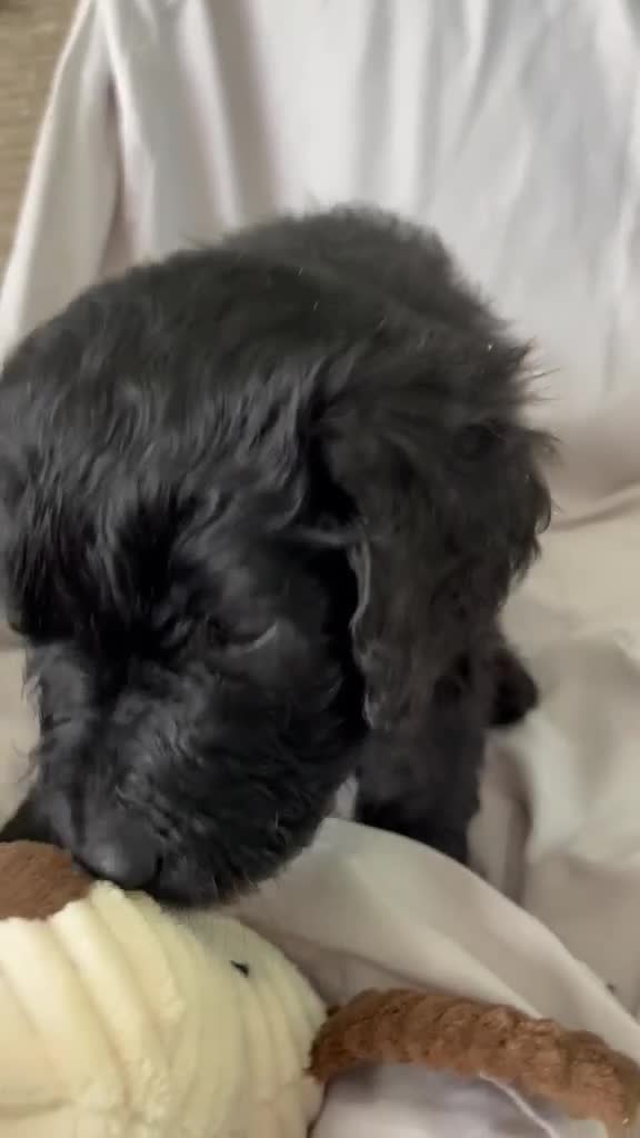 Newfypoo dogs for sale: 8 Beautiful F1 Newfypoo Puppies  - Video 2
