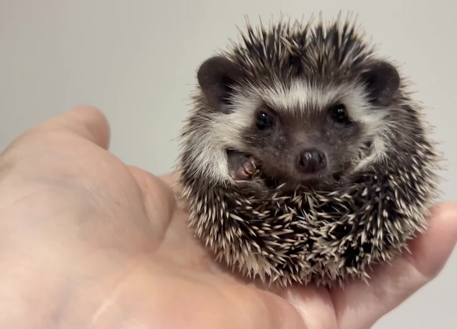 Pygmy Hedgehog rodents for sale: Girls Boys Ethically Bred African Pygmy Hedgehogs - Video 2