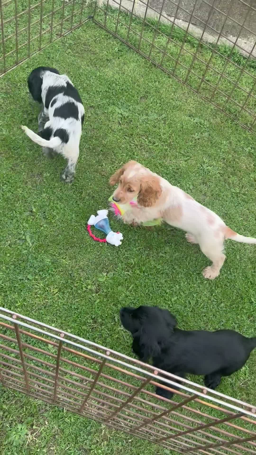 Cocker Spaniel dogs for sale: Cocker Spaniel puppies  - Video 3