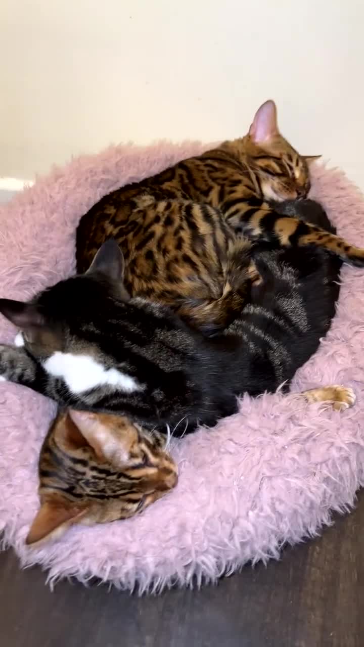 Bengal cats for sale: Pure Breed Bengal Kittens in Bristol - Video 1