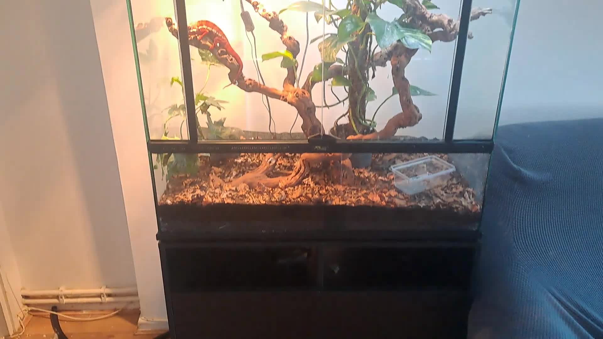 Chameleon reptiles for sale: Pantha chamelian  - Video 1