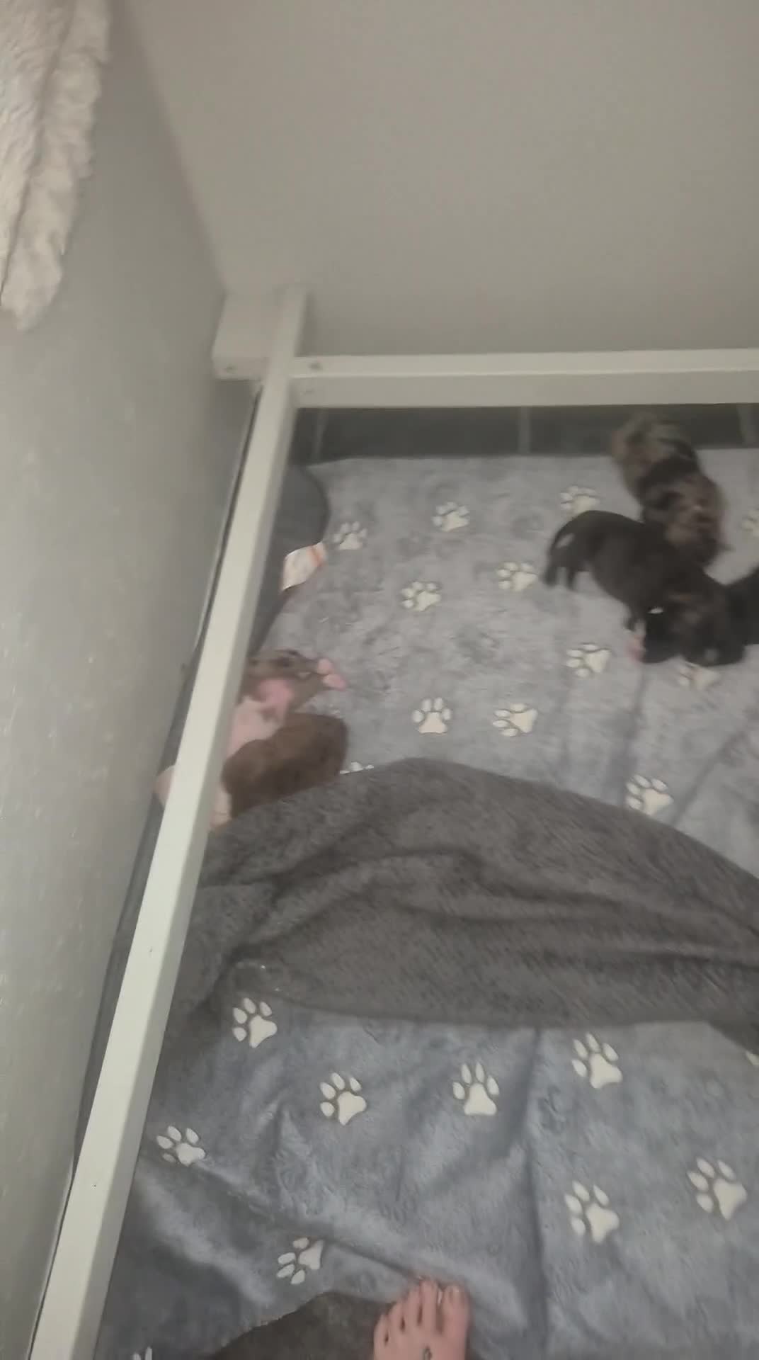 Mixed Breed dogs for sale: 3 handsome boys looking for there for ever home  - Video 1