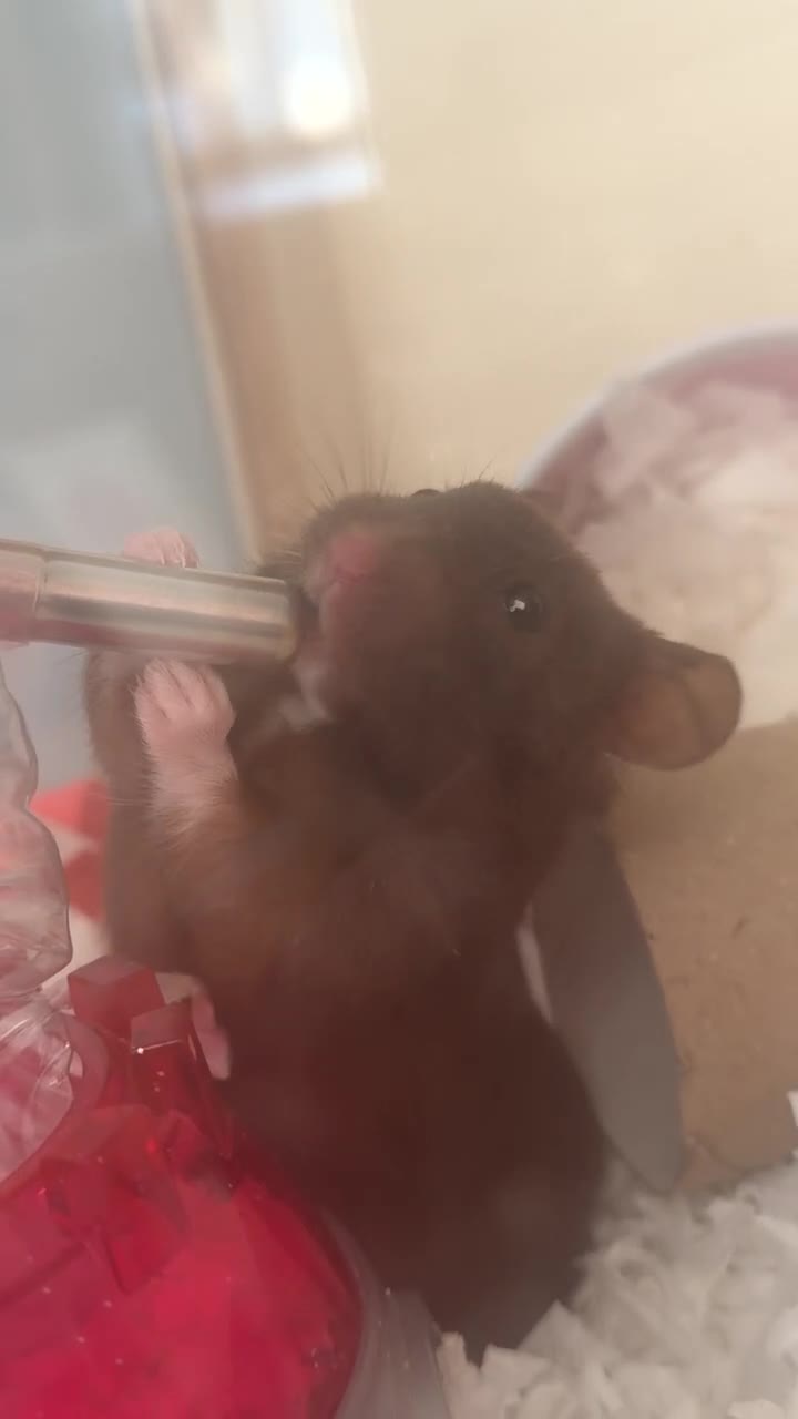 Hamster rodents for sale: Female Syrian Hamster with full cage set up  in Cheadle - Video 1