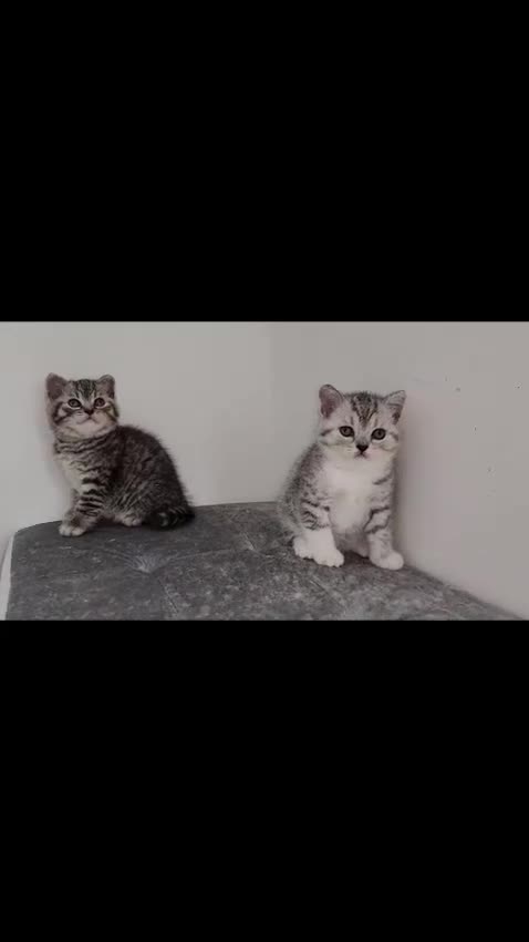 British Shorthair cats for sale: 🏆 Pedigree Silver British Shorthair Kittens 🏆 - Video 3