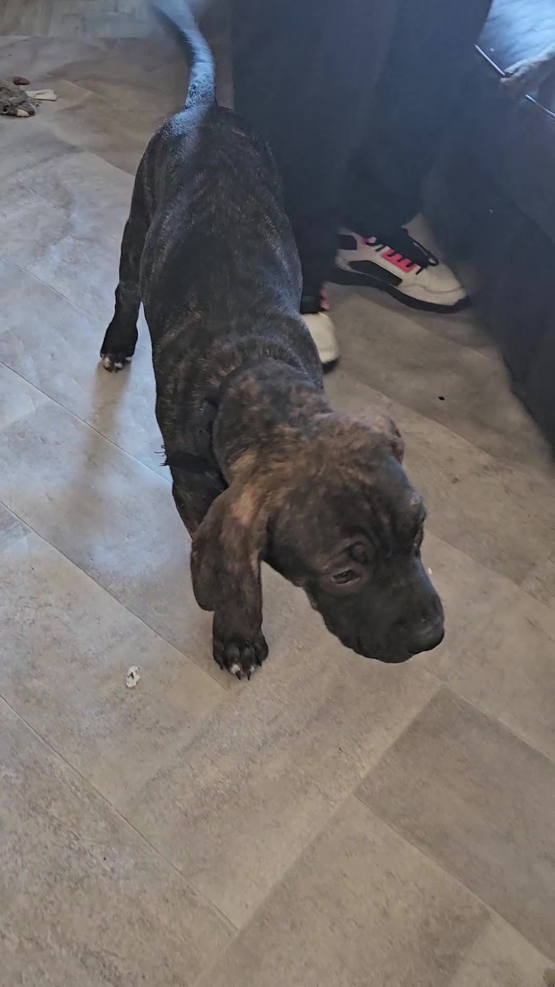 Cane Corso dogs for sale: Cane corso  - Video 1