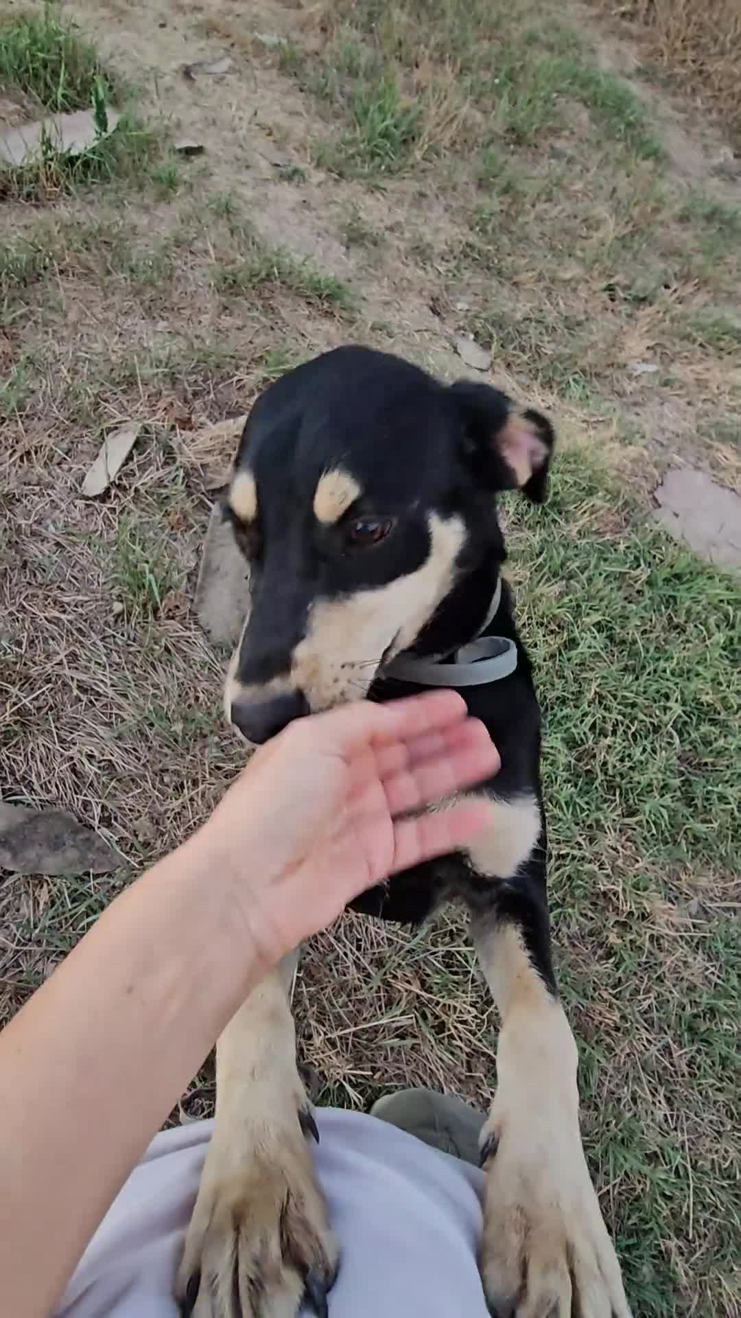 Mixed Breed dogs for adoption: Reggie – Loving Terrier Cross  - Video 1