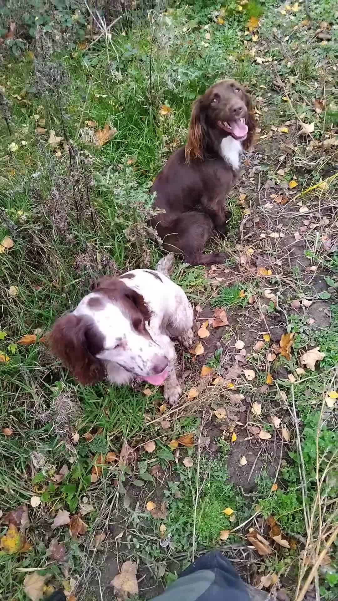 Sprocker dogs for sale: Sprocker  - Video 1