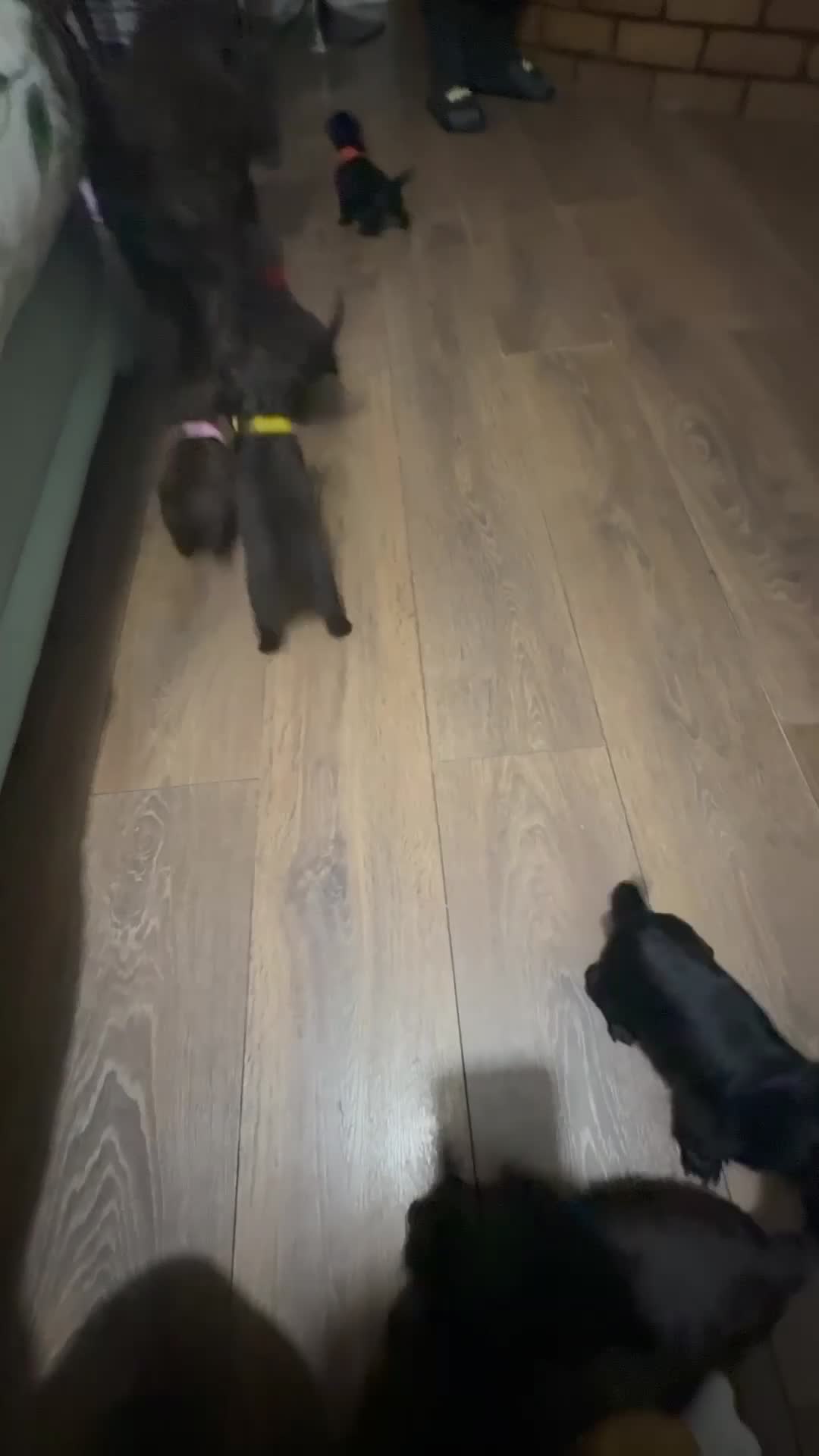 Cockapoo dogs for sale: 7 cockapoo pups - Video 1