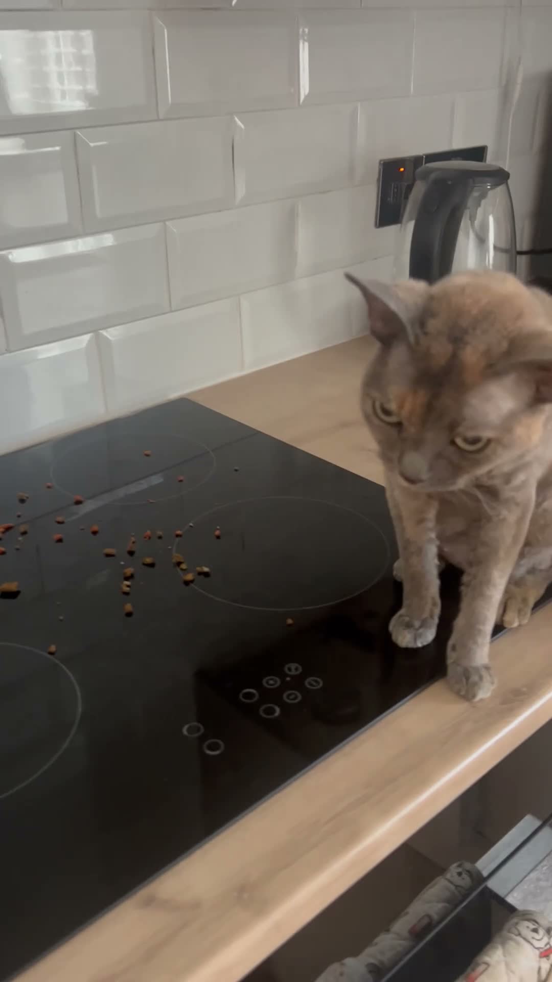Devon Rex cats for sale: Devon Rex girl 6years old - Video 2