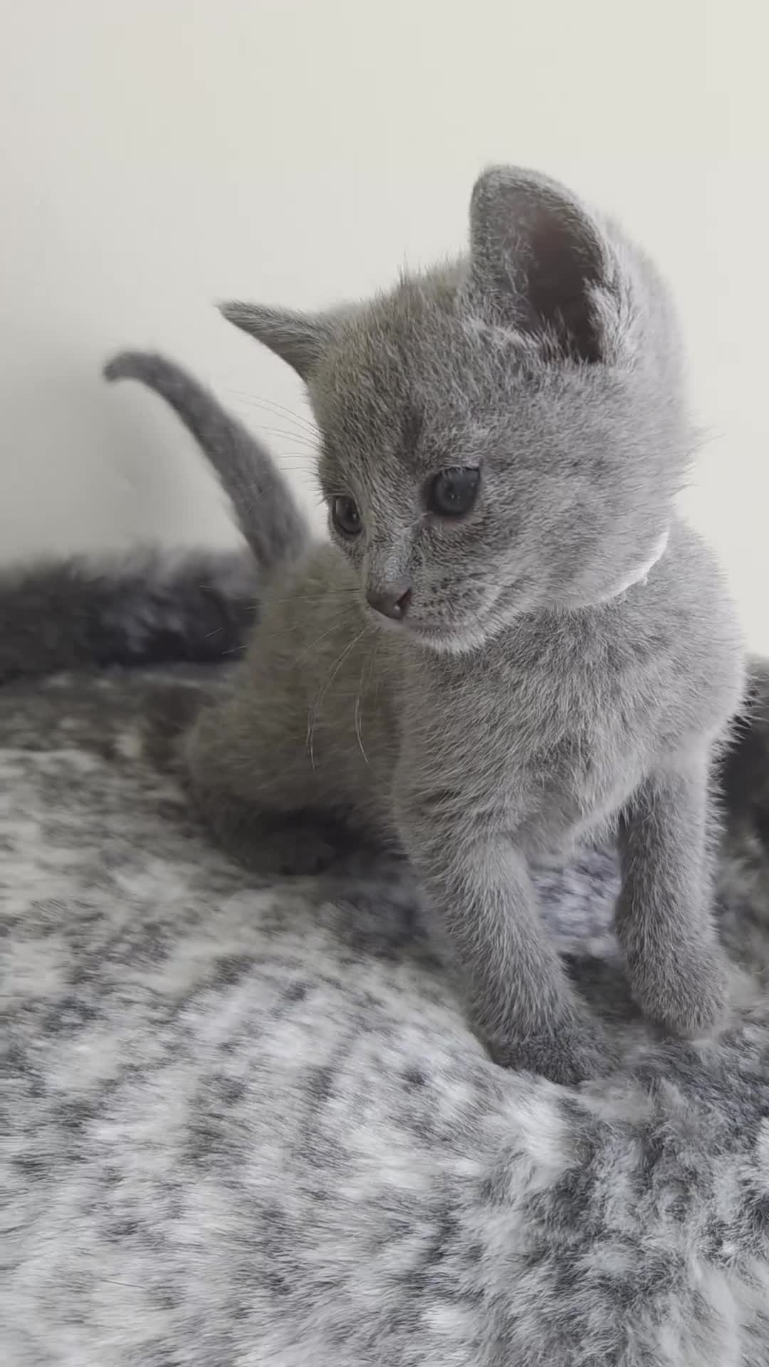 Russian Blue cats for sale: Stunning Russian Blue Boy - Tica registered  - Video 4